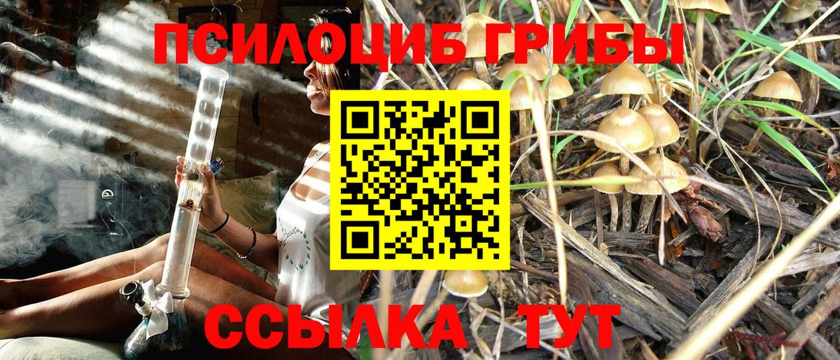 Псилоцибиновые грибы Psilocybine cubensis Кудрово